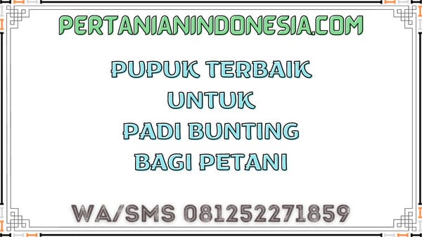 Pupuk Terbaik Untuk Padi Bunting Bagi Petani